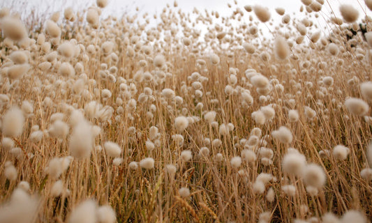 The Environmental Impact of Conventional Cotton vs. Organic Cotton