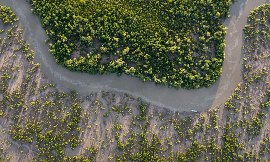 Mangroves: Guardians of the Climate - Why Every Tree Matters